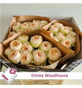 Rosa hol emma woodhouse 60 - RGREMMWOO