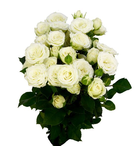 Rs ramificada white lady 70 - RTRWHILAD