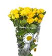 Rs ramificada yellow babe 70 - RTRYELBAB