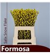 Salix snowflake amarillo 70 - SALSNOAMA