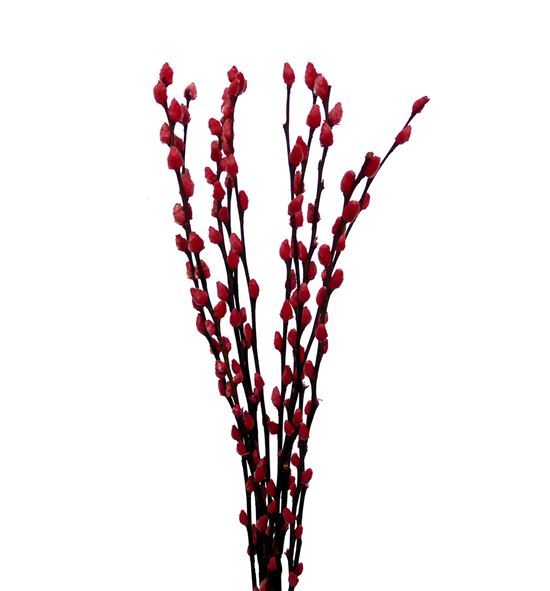 Salix snowflake rojo 70 - SALSNOROJ