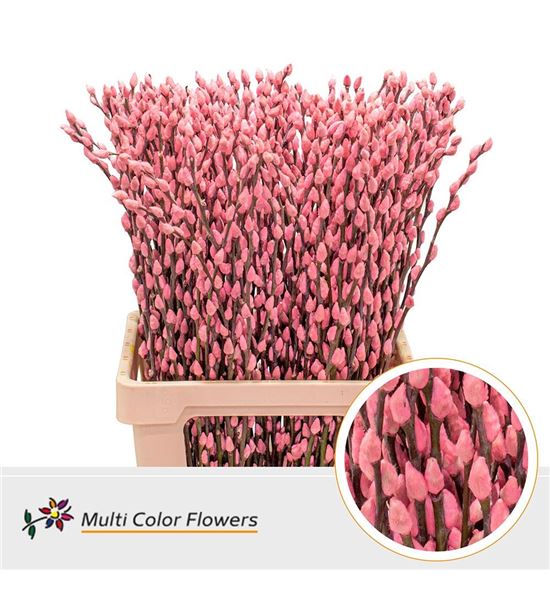 Salix snowflake rosa 70 - SALSNOROSCLA