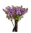 Syringa engler weissen 50 - SYRENGWEI