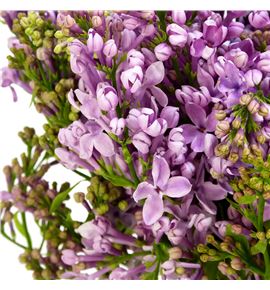 Syringa engler weissen 50 - SYRENGWEI