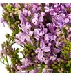 Syringa engler weissen 50 - SYRENGWEI1