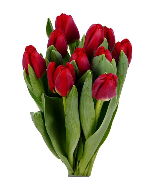 Tulipan antarctic fire 34 - TULANTFIR