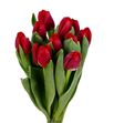 Tulipan antarctic fire 34 - TULANTFIR