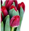 Tulipan antarctic fire 34 - TULANTFIR1
