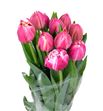 Tulipan columbus 38 - TULCOL