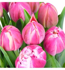 Tulipan columbus 38 - TULCOL