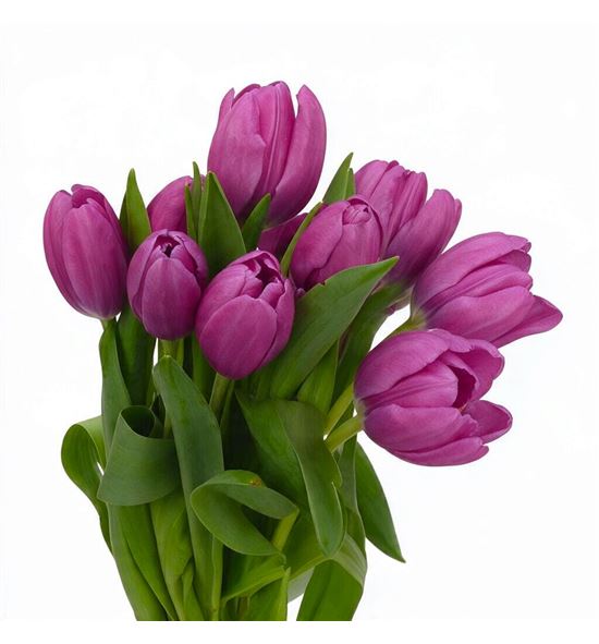 Tulipan furand purple 38 - TULFURPUR
