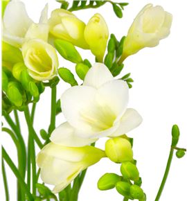 Fresia corvette 54 - FRECOR