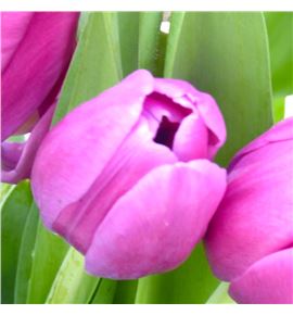 Tulipan furand purple 38 - TULFURPUR