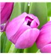 Tulipan furand purple 38 - TULFURPUR1