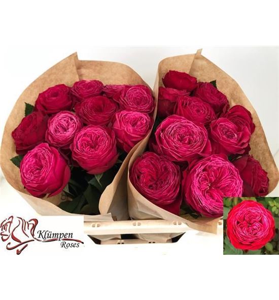 Rosa hol. just more 50 - RGRJUSMOR