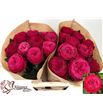 Rosa hol. just more 50 - RGRJUSMOR