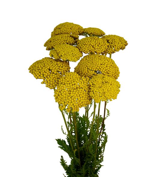 Achilea park variety 70 - ACHPARVAR