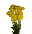Achilea park variety 70 - ACHPARVAR