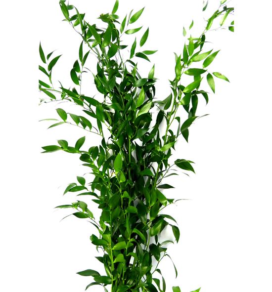 Ruscus fino it 70cm - RUSFIN