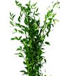 Ruscus fino it 70cm - RUSFIN
