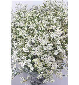 Limonium clear diamond 60 - LIMBLADIA