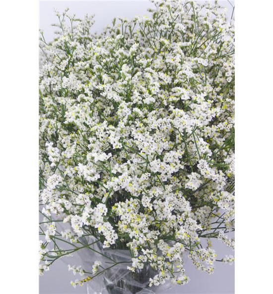 Limonium clear diamond 60 - LIMBLADIA