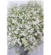 Limonium clear diamond 60 - LIMBLADIA