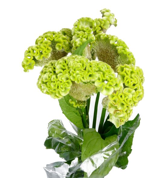 Celosia verda 75 - CELVERD