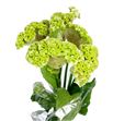 Celosia verda 75 - CELVERD