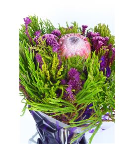 Bqt safari +protea 45 - BQTSAFPRO