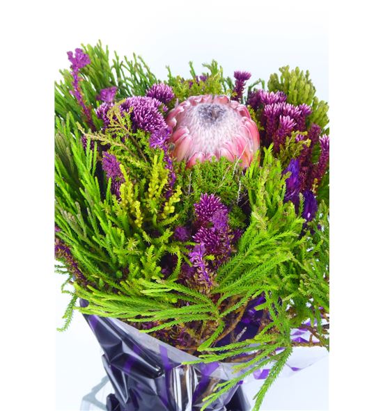 Bqt safari +protea 45 - BQTSAFPRO