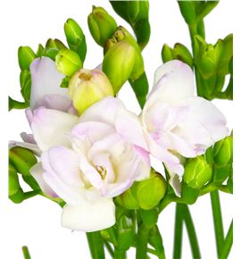 Fresia rosario 52 - FREROSH