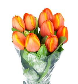 Tulipan nac ad rem - TULADREM