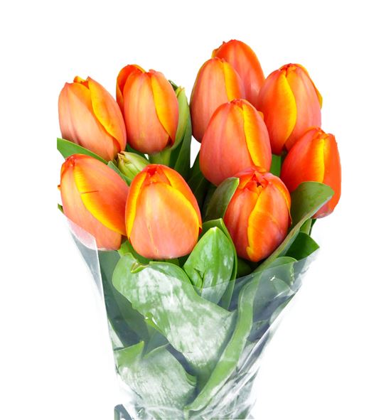 Tulipan nac ad rem - TULADREM