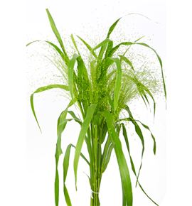 Panicum fountain - PANFOU