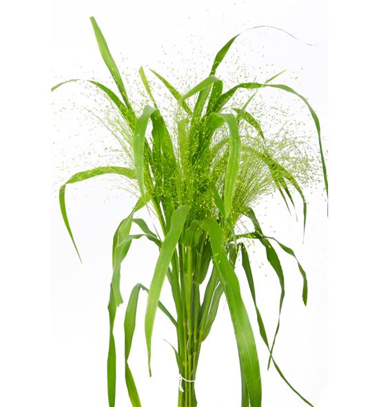 Panicum fountain - PANFOU