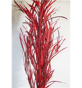 Grevillea rojo - GREROJO