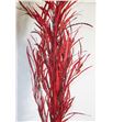 Grevillea rojo - GREROJO