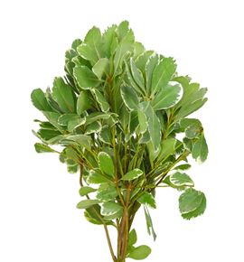 Pittosporum ilan 50 - PITILA