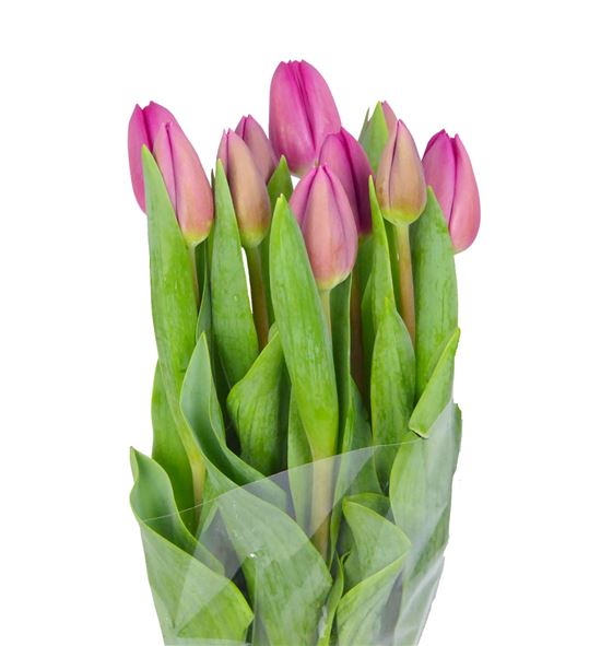 Tulipan hol barcelona 44 - TULBAR
