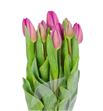 Tulipan hol barcelona 44 - TULBAR