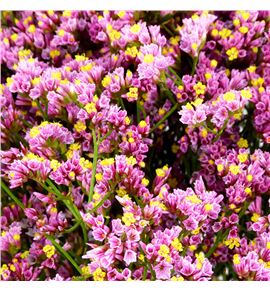Limonium tiffany diamond 60 - LIMTIFDIA