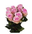 Rosa hol jessika 50 - RGRJES