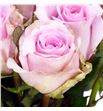 Rosa hol jessika 50 - RGRJES1