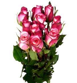 Rosa hol spark condor 70 - RGRSPACON