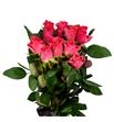 Rosa hol pink tacazzi 60 - RGRPINTAC