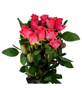Rosa hol pink tacazzi 50 - RGRPINTAC