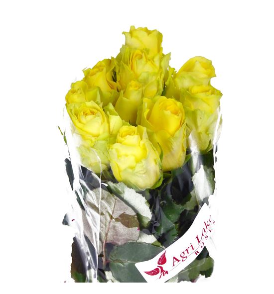 Rosa hol minion rose 50 - RGRMINROS