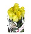 Rosa hol minion rose 50 - RGRMINROS