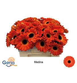 Gerbera medina 50 x15 - GERMED5010